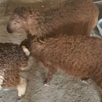 بره ماده ونر فروشی