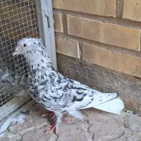 تعدادی کبوتری رنگی نرو ماده بی عیب|پرنده|شیراز, شهرک بهار|دیوار