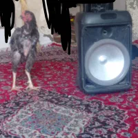 خروس لاری 4کیلو هست 7ماهشه