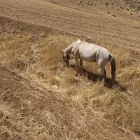 مادیان|اسب و تجهیزات اسب‌سواری|دیواندره, |دیوار