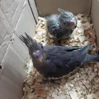 جوجه عروس هلندی