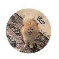 سگ پامر