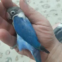 کوتوله برزیلی آبی نر ۸ ماهه|پرنده|اصفهان, صدف|دیوار