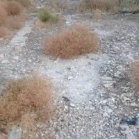 زمین مسکونی 330 متری سنددار،دو بَر،در بافت مسکونی