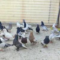کفتر رنگی زدخوردی