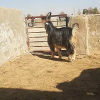 کهره بذری شاخ جفت