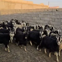 ۴۵راس بز خلج|حیوانات مزرعه|پیشوا, |دیوار