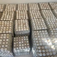 فروش تخم مرغ بومی و مرغ و خروس بومی اصل اصل