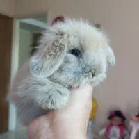 خرگوش های لوپی خانگی مسترمینی لوپ|موش و خرگوش|تهران, مرزداران|دیوار