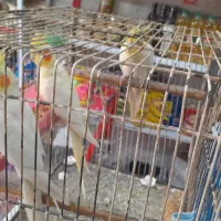 اهواز ج کوت عبدلله|پرنده|کارون, |دیوار