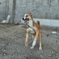 واگذاری توله سگ میکس سرابی