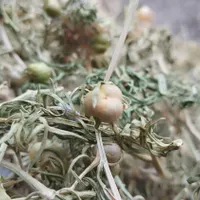 اسپند خشک وخوشبو|گل مصنوعی|بجنورد, |دیوار