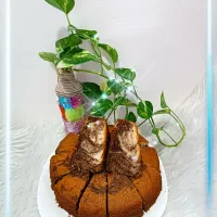 آموزش کیک و شیرینی شکرک