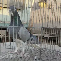 ماده خرقه بدرنگ