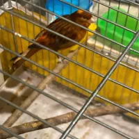 قناری نر سوخته سرخ