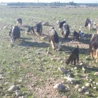 دوازده عدد بز زایده درجه یک