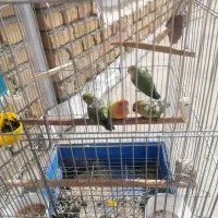 طوطی برزیلی (لاوبرد)