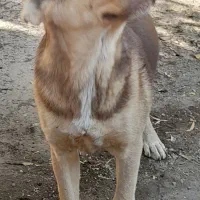 سگ نر برای نگهبانی،توله ماده عراقی|سگ|فیرورق, |دیوار