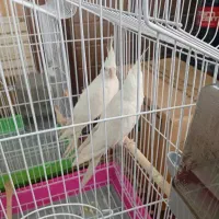 عروس هلندی