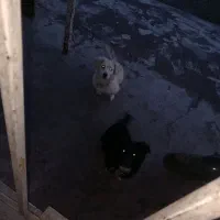 سگ تریر اشپیتز|سگ|بندر انزلی, طالب آباد|دیوار