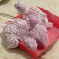 جوجه عروس البینو