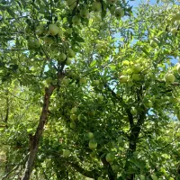 کارگر کشاورزی