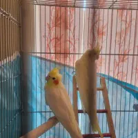 عروس هلندی جفت اماده تخم گزاری