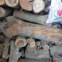 هیزم درخت سیب خشک خشک