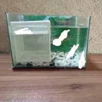 اکواریوم و ماهی گوپی وکالر