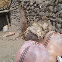 پشم گوسفندی|رختخواب، بالش، پتو|خواجه, |دیوار