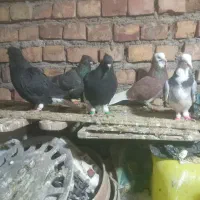 کفتر پرشی|پرنده|نیشابور, ده حلاج|دیوار