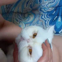 فروش گربه پرشین اصیل|گربه|پردیس, فاز ۸|دیوار