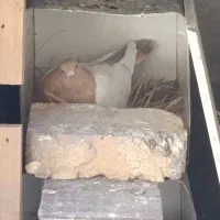 ماده سینه زرد