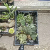 فروش گل و گیاه و کاکتوس به قیمت عمده