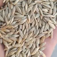 فروش جو لری درجه یک ۶تن