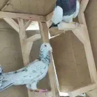کفتر پلاکی|پرنده|شیراز, نصرآباد|دیوار