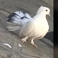 ۳تا کبوتر‌دم‌چتری انگلیسی سینه لرزون درجه‌یک  زیبا