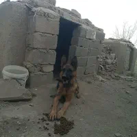 فروش فوری ژرمن شپهرد آماده جفت گیری ماده|سگ|چهارباغ, |دیوار