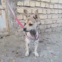 سگ شیواوا