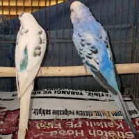 مرغ عشق|پرنده|بندر ماهشهر, |دیوار