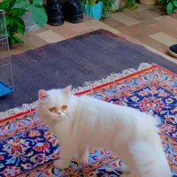 گربه پرشین همراه با دوتا بچه