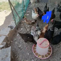 مرغ خروس گلین|حیوانات مزرعه|مرودشت, ده بید|دیوار