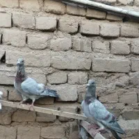 کبوتر|پرنده|بوئین زهرا, |دیوار