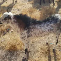 تکشاد یکساله نر|حیوانات مزرعه|مشهد, طرق|دیوار