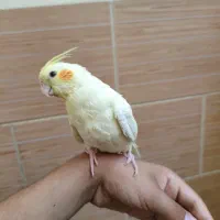عروس هلندی دستی|پرنده|شیراز, گلکوب|دیوار