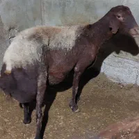 دو عدد گوسفند عالی و درشت|حیوانات مزرعه|خان ببین, |دیوار