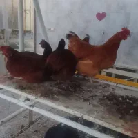 مرغ تخمی محلی