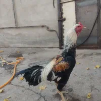 جوجه لاری ۶ ماهه