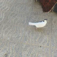 چپه نر|پرنده|طبس, |دیوار