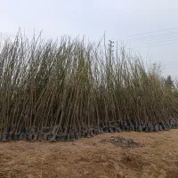 فروش زیتون(سنجد) تلخ|حراج|سورک, |دیوار